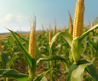 农业板块的市场定位与核心优势